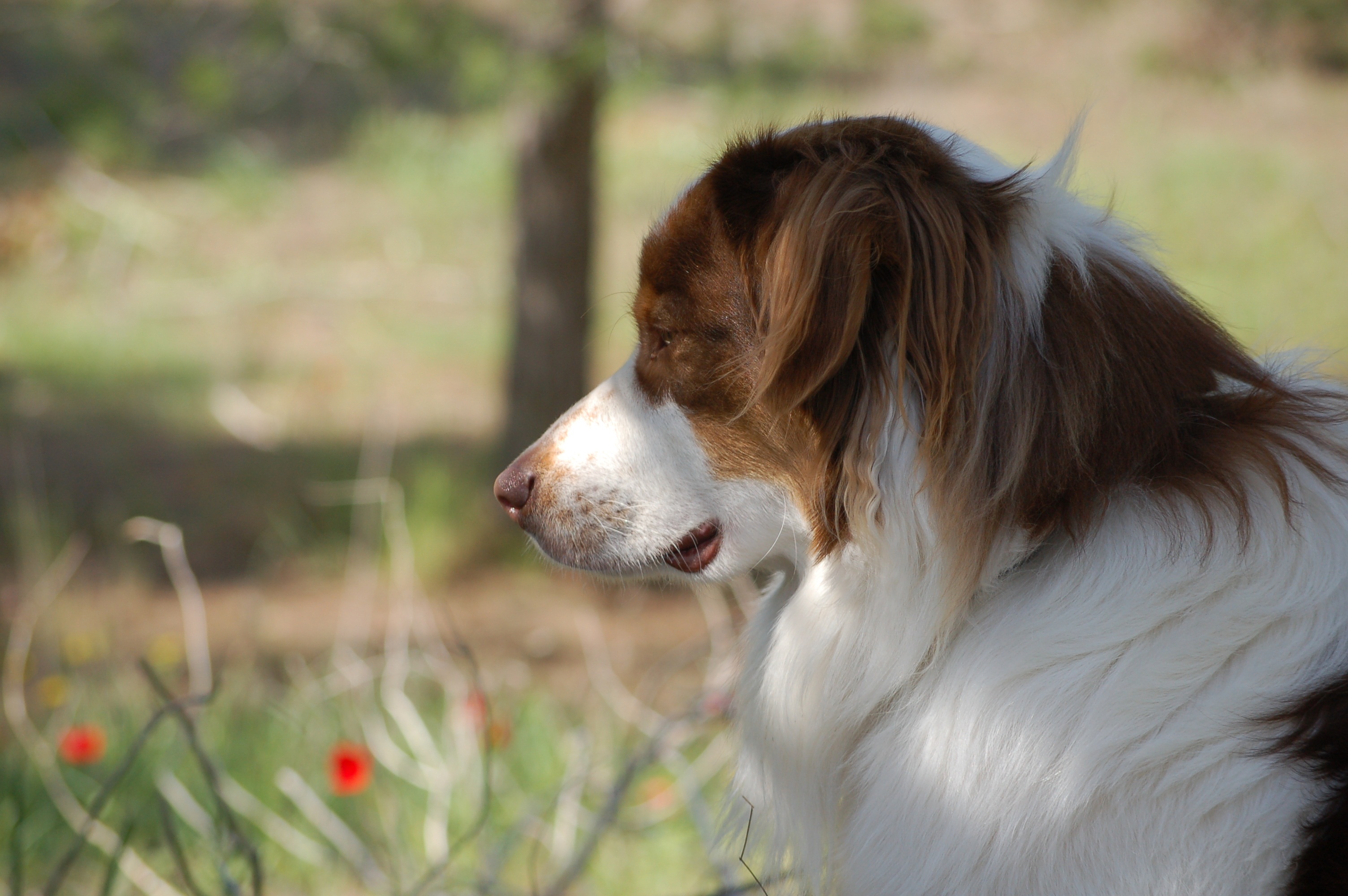 Raw Food Diet For Dogs Your Ultimate Guide